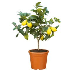 Angebote Gruen Trieb Store 22 Zitronenbaum, Stamm, Topf-Ø 22 Cm, Höhe Ca. 70 Cm