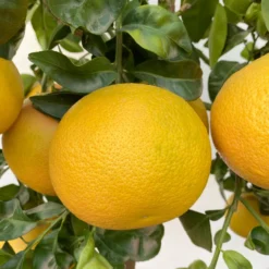 Grapefruitbaum, Stamm, Topf-Ø 22 Cm, Höhe Ca. 70 - 80 Cm -Angebote Gruen Trieb Store 0630100702 KB Citrus Paradisi Stamm T33 18 104218