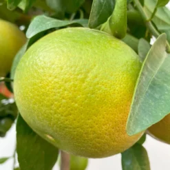 Grapefruitbaum, Stamm, Topf-Ø 22 Cm, Höhe Ca. 70 - 80 Cm -Angebote Gruen Trieb Store 0630100702 KB Citrus Paradisi Stamm T33 6 104221