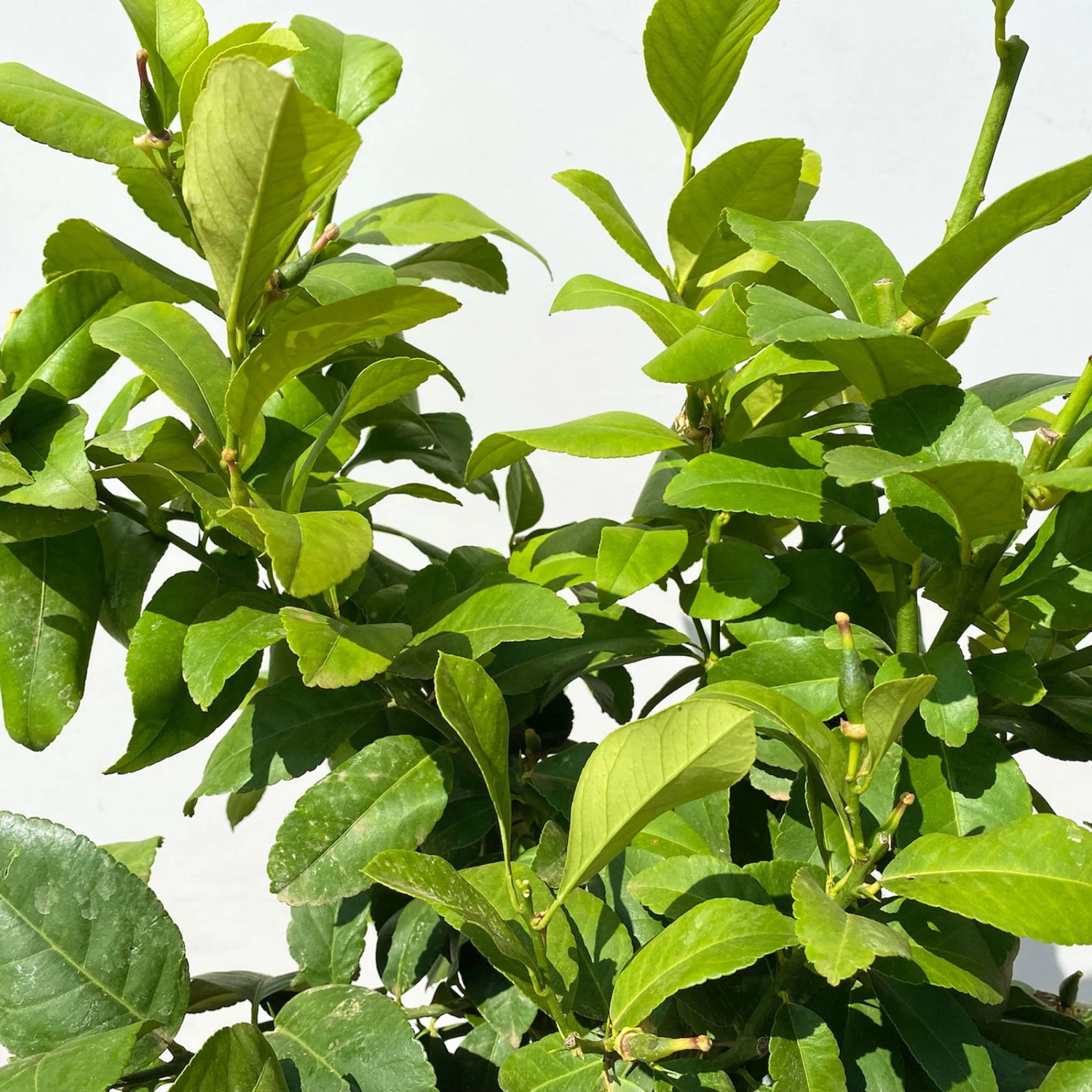 Zitronenbaum, Stamm, Topf-Ø 24 Cm, Höhe Ca. 140 Cm 2 Zitronenbaum, Stamm, Topf-Ø 24 Cm, Höhe Ca. 140 Cm – Bild 2