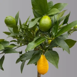Limequat, Topf Ca. 20 Cm Ø, Höhe Ca. 60 Cm, -Angebote Gruen Trieb Store 0630300001 Citrus x floridana Stamm T20 3162 Limequat H60 farb Topf 3 125603