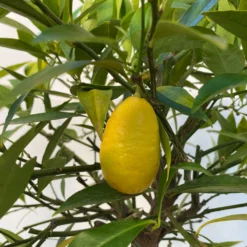 Limequat, Topf Ca. 20 Cm Ø, Höhe Ca. 60 Cm, -Angebote Gruen Trieb Store 0630300001 Citrus x floridana Stamm T20 5 104268