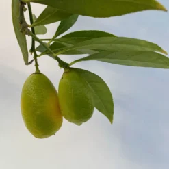 Limequat, Topf Ca. 20 Cm Ø, Höhe Ca. 60 Cm, -Angebote Gruen Trieb Store 0630300001 Citrus x floridana Stamm T20 8 104269