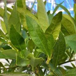 Limequat, Topf Ca. 20 Cm Ø, Höhe Ca. 60 Cm, -Angebote Gruen Trieb Store 0630300001 Citrus x floridana Stamm T20 9 104270