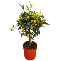 Kumquat, Stamm, Topf-Ø 22 Cm -Angebote Gruen Trieb Store 0630400015 Citrus fort margarita Stamm T20 H60 70 Kumquat farbiger Topf 2 79071