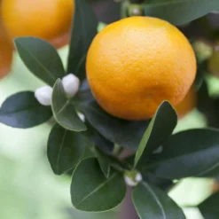 Kumquat, Stamm, Topf-Ø 22 Cm -Angebote Gruen Trieb Store 0630400068 0630400074 Citrus Calamondin 1 98319