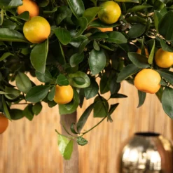 Kumquat, Stamm, Topf-Ø 22 Cm -Angebote Gruen Trieb Store 0630400068 0630400074 Citrus Calamondin 2 98320
