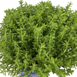 Angebote Gruen Trieb Store -Angebote Gruen Trieb Store 0664400080 Hebe Green Boys Mini T6 12er Set 6 116180