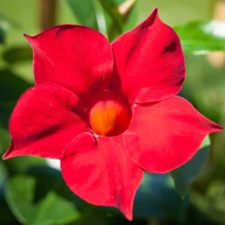 Dipladenie Rot, Busch, Topf-Ø 13/14 Cm, 3er-Set -Angebote Gruen Trieb Store 0670110006 0670110013 0670110041 0670110043 0670110079 0670110119 0670110123 0670110125 0670110134 0670110149 0670110210 0670110216 Dipladenia Busch rot 76807