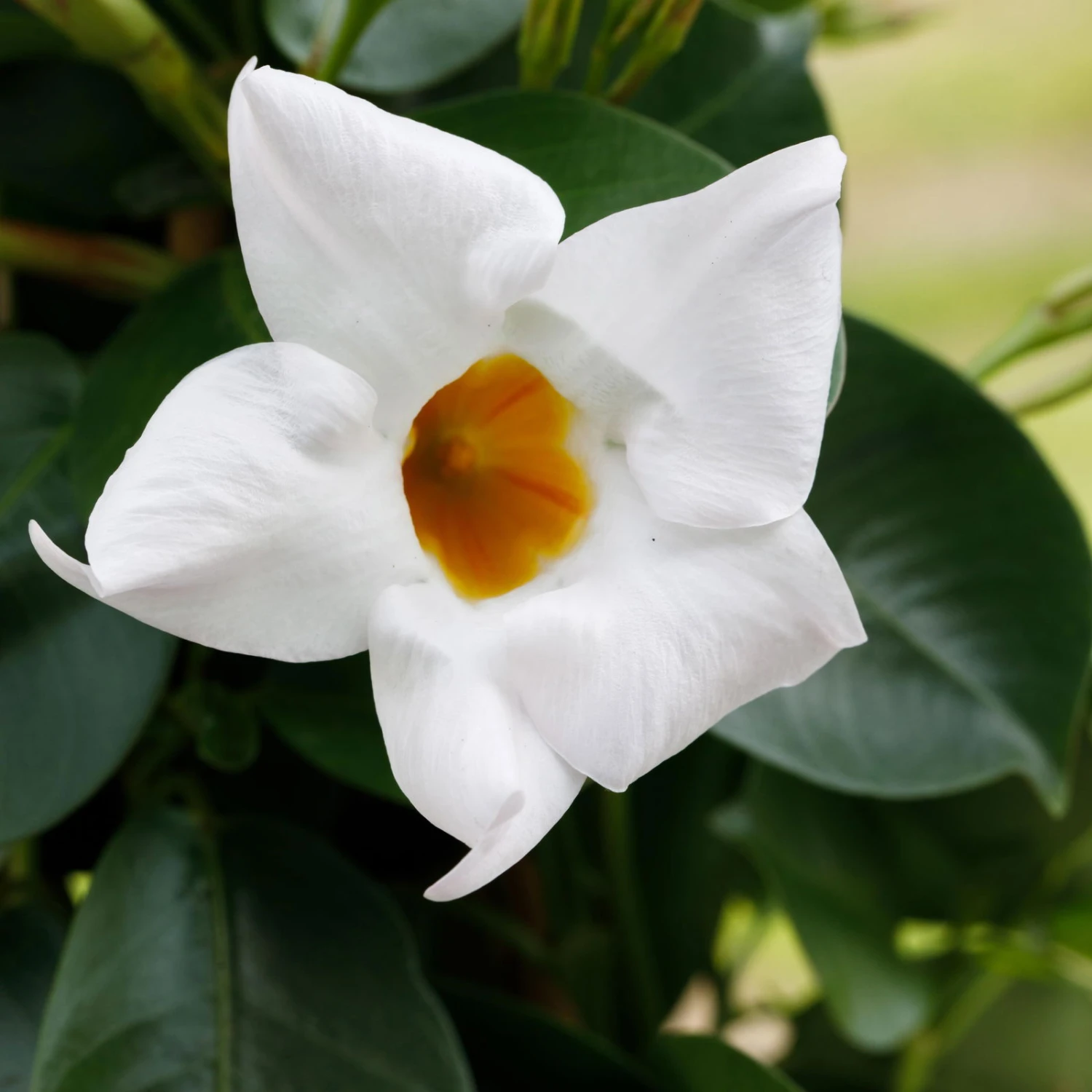 Dipladenie Weiß, Busch, Topf-Ø 13/14 Cm, 3er-Set 4 Dipladenie Weiß, Busch, Topf-Ø 13/14 Cm, 3er-Set – Bild 4