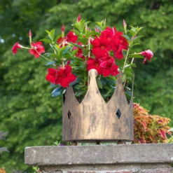 Dipladenie Rot, Busch, Topf-Ø 13/14 Cm, 3er-Set -Angebote Gruen Trieb Store 0670110160 0670110216 Dipladenia Busch rot 75908