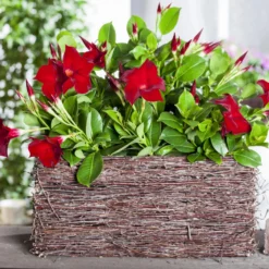 Dipladenie Rot, Busch, Topf-Ø 13/14 Cm, 3er-Set -Angebote Gruen Trieb Store 0670110210 0670110216 Dipladenia Busch rot 75911