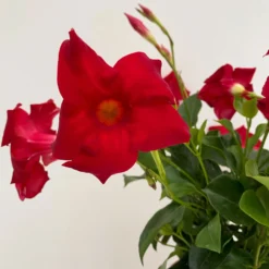 Dipladenie Rot, Busch, Topf-Ø 13/14 Cm, 3er-Set -Angebote Gruen Trieb Store 0670110216 Dipladenia Busch rot 3er Set 4 111028