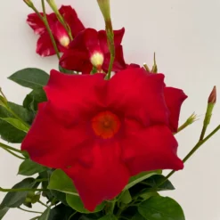 Dipladenie Rot, Busch, Topf-Ø 13/14 Cm, 3er-Set -Angebote Gruen Trieb Store 0670110216 Dipladenia Busch rot 3er Set 5 111027