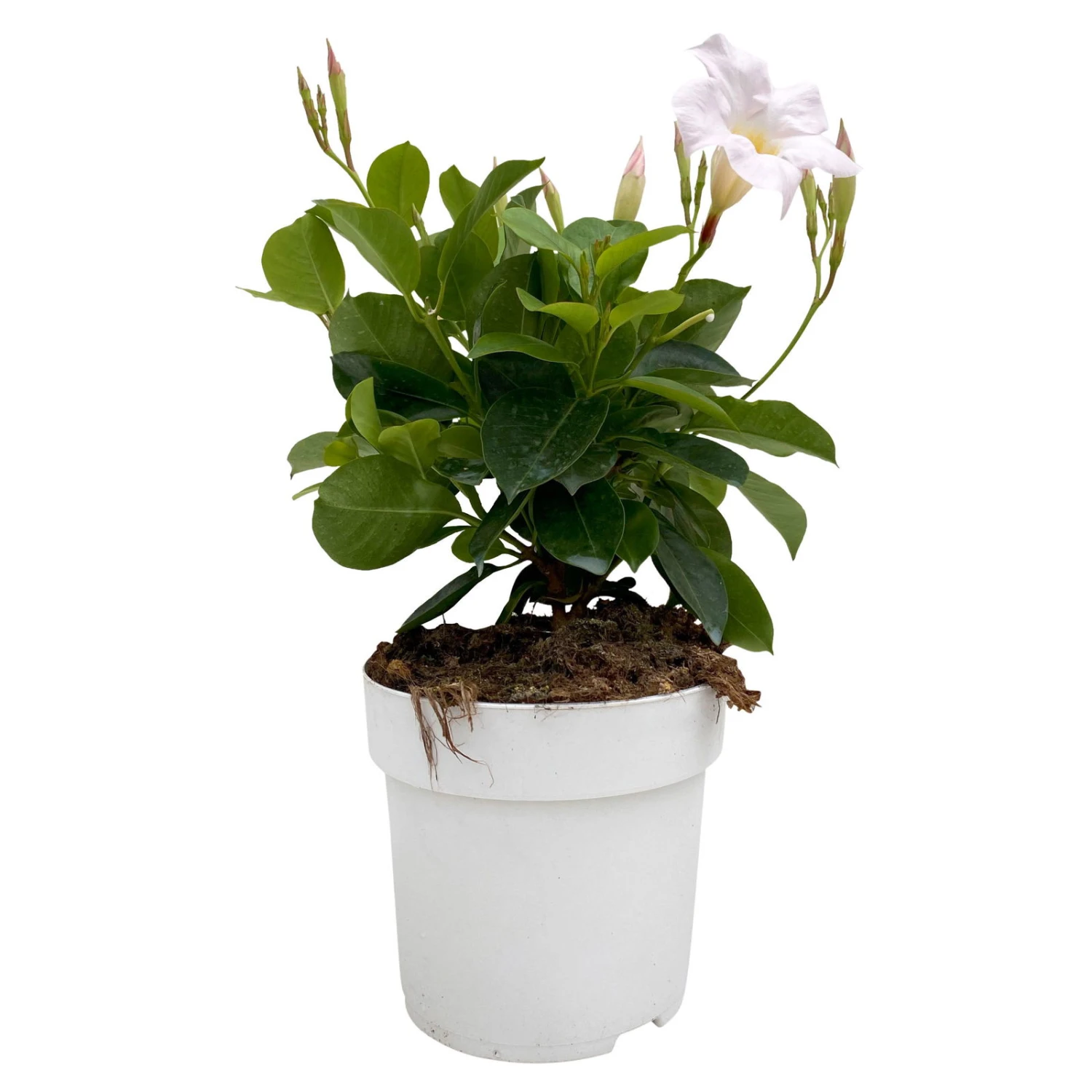 Dipladenie Weiß, Busch, Topf-Ø 13/14 Cm, 3er-Set 1 Dipladenie Weiß, Busch, Topf-Ø 13/14 Cm, 3er-Set