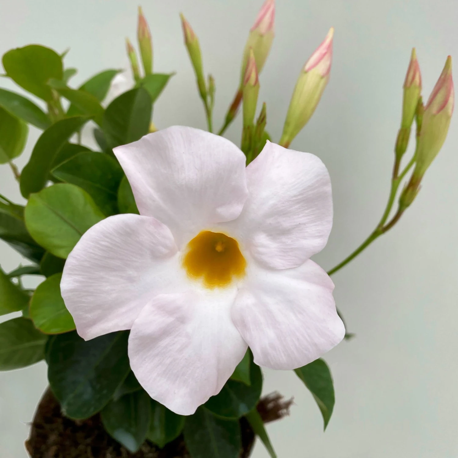 Dipladenie Weiß, Busch, Topf-Ø 13/14 Cm, 3er-Set 2 Dipladenie Weiß, Busch, Topf-Ø 13/14 Cm, 3er-Set – Bild 2