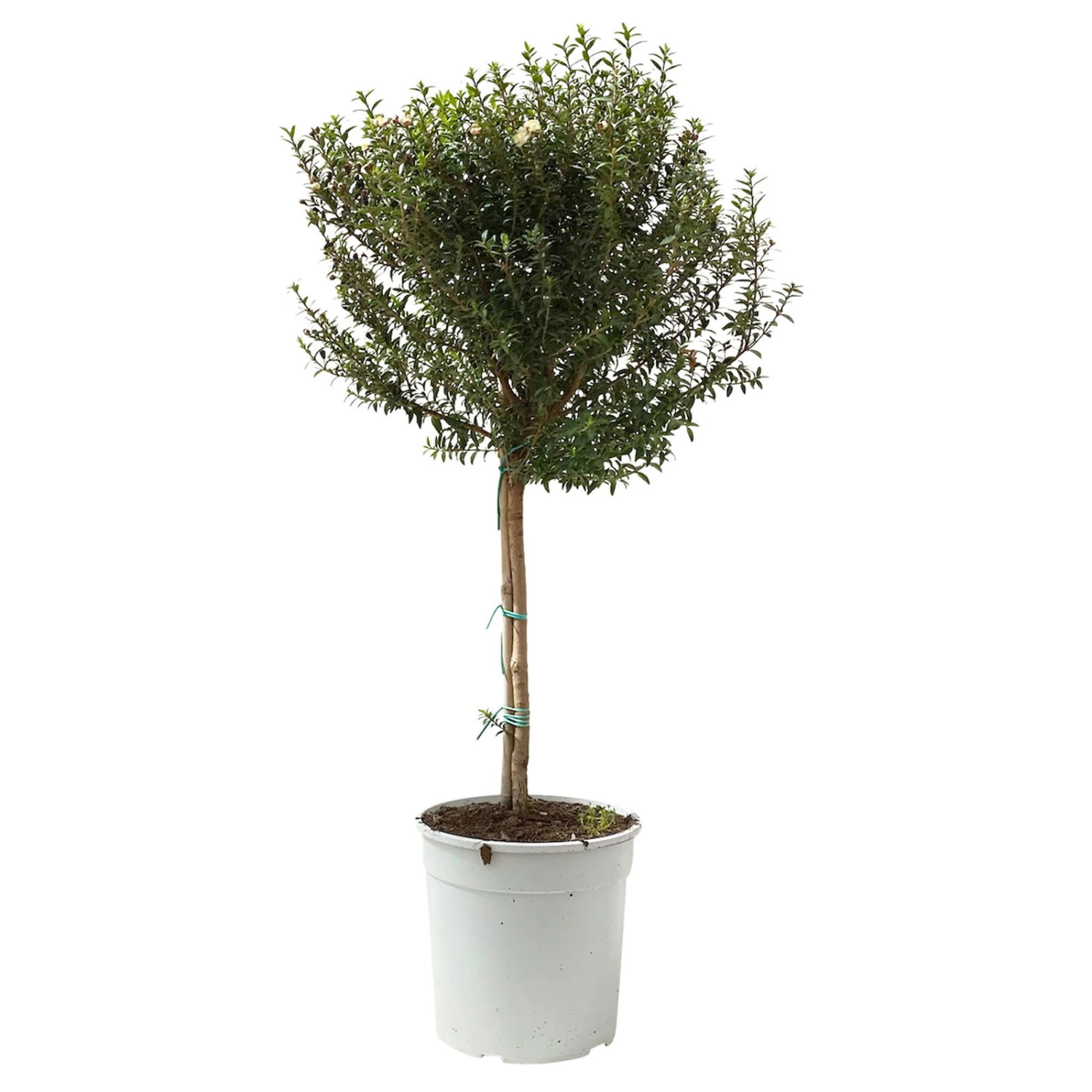Myrte Weiß, Stamm, Topf-Ø 19 Cm 1 Myrte Weiß, Stamm, Topf-Ø 19 Cm