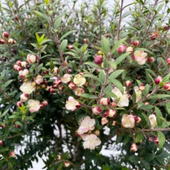 Myrte Weiß, Stamm, Topf-Ø 19 Cm 10 Myrte Weiß, Stamm, Topf-Ø 19 Cm -Angebote Gruen Trieb Store 0670200102 Myrtus microphylla T19 8 112227