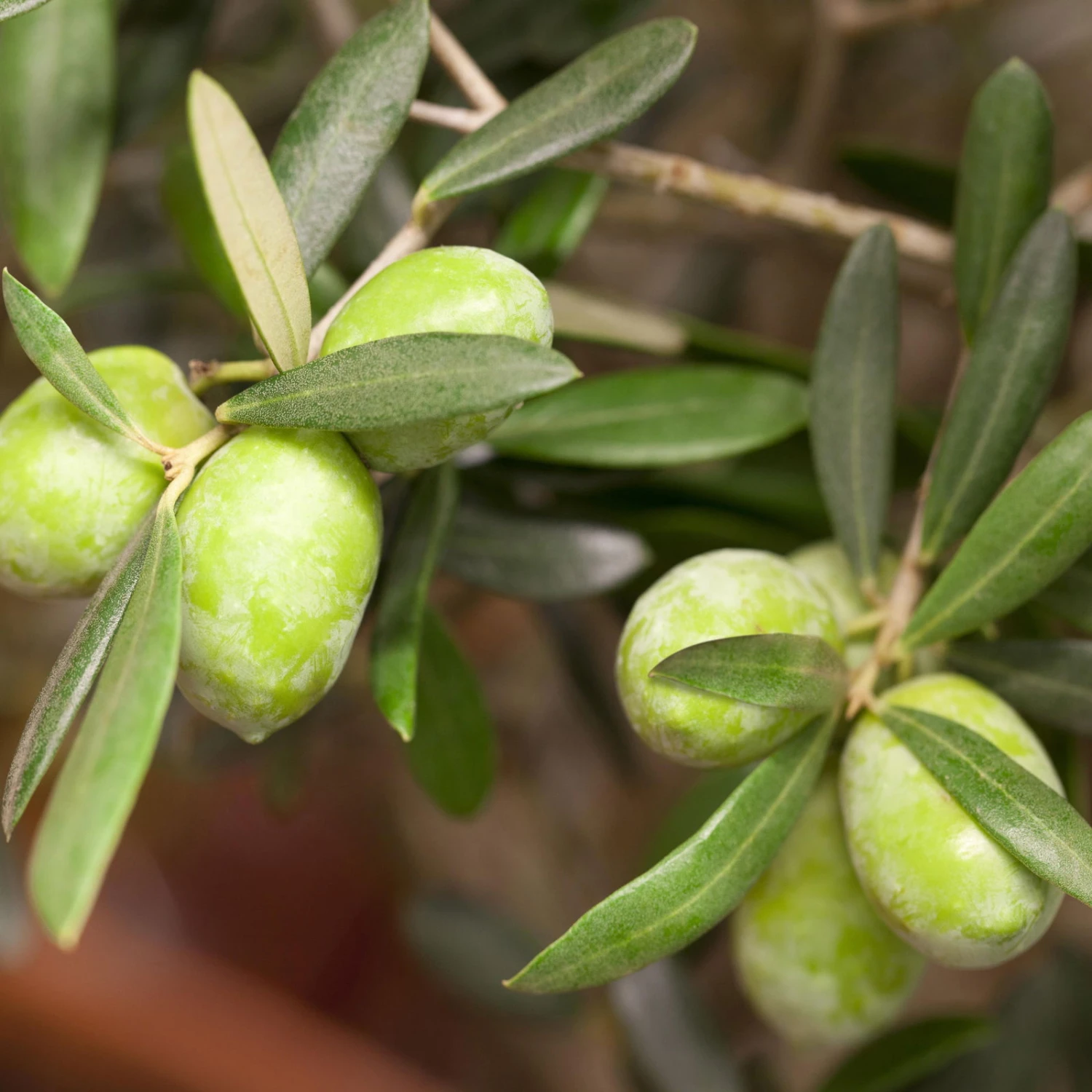 Olivenbaum, Busch, Topf-Ø 24 Cm, Höhe Ca. 80 Cm 2 Olivenbaum, Busch, Topf-Ø 24 Cm, Höhe Ca. 80 Cm – Bild 2