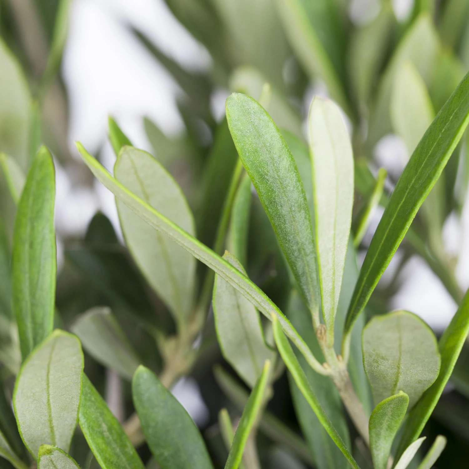 Olivenbaum, Busch, Topf-Ø 24 Cm, Höhe Ca. 80 Cm 5 Olivenbaum, Busch, Topf-Ø 24 Cm, Höhe Ca. 80 Cm – Bild 5