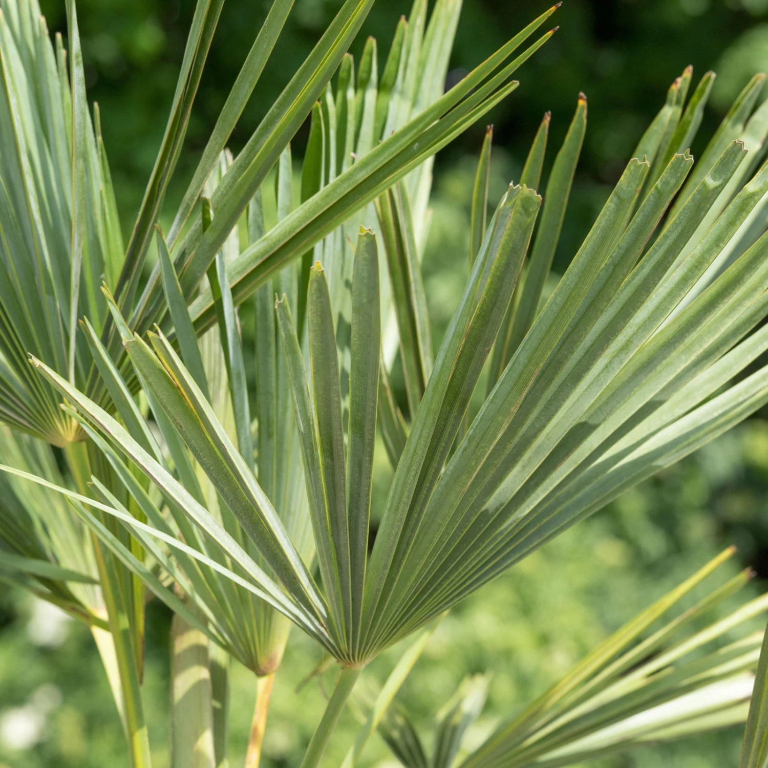 Hanfpalme, Topf-Ø 35 Cm, Höhe Ca. 130-140 Cm 2 Hanfpalme, Topf-Ø 35 Cm, Höhe Ca. 130-140 Cm – Bild 2