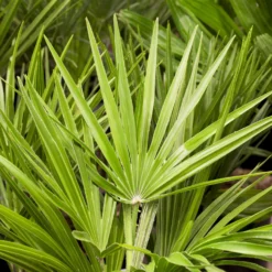 Chamaerops Humilis, Topf-Ø 22 Cm, Höhe Ca. 70 Cm -Angebote Gruen Trieb Store 0680300018 0680300116 0680300138 Chamaerops humilis 1 78543