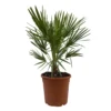 Chamaerops Humilis, Topf-Ø 24 Cm, Höhe Ca. 70 Cm