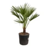 Chamaerops Humilis, Topf-Ø 22 Cm, Höhe Ca. 70 Cm