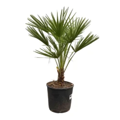 Chamaerops Humilis, Topf-Ø 22 Cm, Höhe Ca. 70 Cm