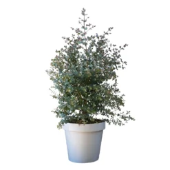 Eukalyptus, Busch, Topf-Ø 30 Cm, Höhe Ca. 80 Cm