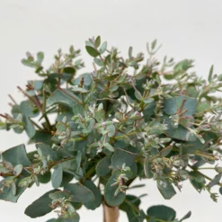 Eukalyptus, Stamm, Topf-Ø 12 Cm -Angebote Gruen Trieb Store 0680400032 Eucalyptus gunnii Stamm T12 5 106639