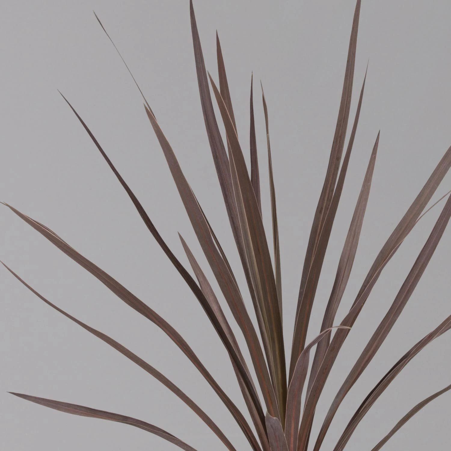 Keulenlilie 'Red Star' Rotlaubig, Topf-Ø 13 Cm, 3er-Set 4 Keulenlilie 'Red Star' Rotlaubig, Topf-Ø 13 Cm, 3er-Set – Bild 4