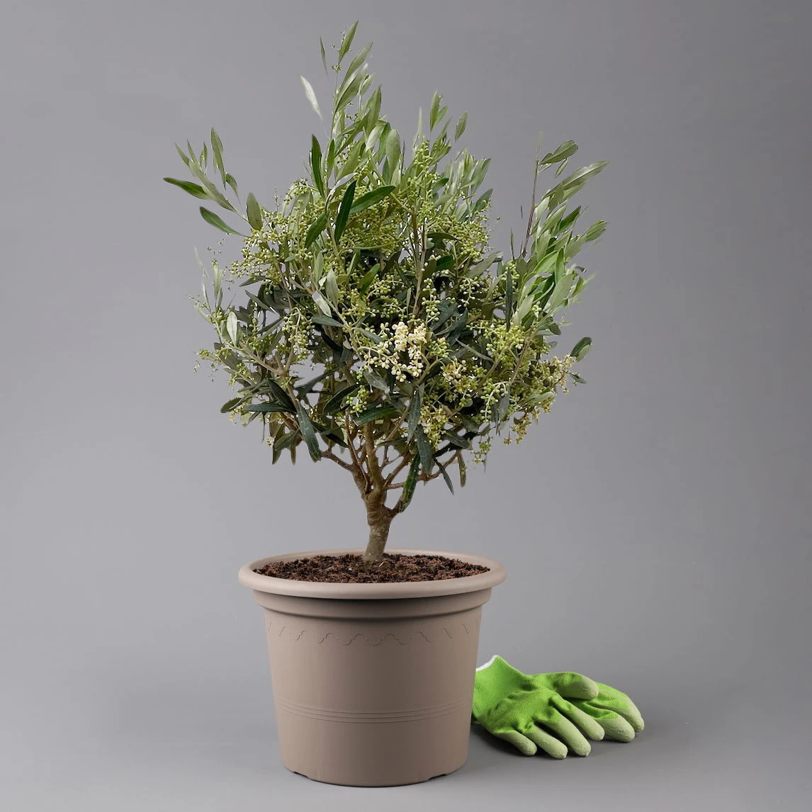 Olivenbaum, Busch, Topf-Ø 24 Cm, Höhe Ca. 80 Cm 1 Olivenbaum, Busch, Topf-Ø 24 Cm, Höhe Ca. 80 Cm