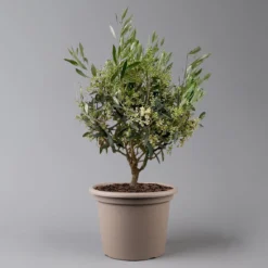 Olivenbaum, Busch, Topf-Ø 24 Cm, Höhe Ca. 80 Cm 10 Olivenbaum, Busch, Topf-Ø 24 Cm, Höhe Ca. 80 Cm -Angebote Gruen Trieb Store 0681100004 Koelle Olea europaea T24 Busch 2 125585