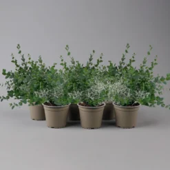 Silberdraht & Eukalyptus, Topf-Ø 13 Cm, 6er-Set