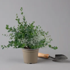 Silberdraht & Eukalyptus, Topf-Ø 13 Cm, 6er-Set -Angebote Gruen Trieb Store 0690160042 Calocephalus Eukalyptus T13 6er Set Duo 2 125577