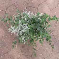 Silberdraht & Eukalyptus, Topf-Ø 13 Cm, 6er-Set -Angebote Gruen Trieb Store 0690160042 calocephalus eukalyptus 5 122650