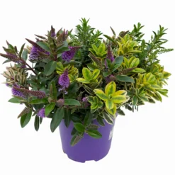 Hebe 'Quattro', Bunt, Topf-Ø 23 Cm, Höhe Ca. 40 Cm -Angebote Gruen Trieb Store 0690190020 Hebe Addenda T23 Quattro 3 114128