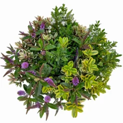 Hebe 'Quattro', Bunt, Topf-Ø 23 Cm, Höhe Ca. 40 Cm -Angebote Gruen Trieb Store 0690190020 Hebe Addenda T23 Quattro 9 114129