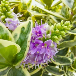 Hebe Buntlaubig, Topf-Ø 23 Cm -Angebote Gruen Trieb Store 0690190031 Hebe Addenda T23 buntlaubig 6 114003