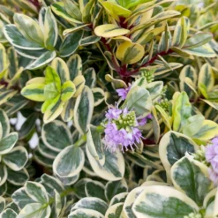 Hebe Buntlaubig, Topf-Ø 23 Cm -Angebote Gruen Trieb Store 0690190031 Hebe Addenda T23 buntlaubig 7 114002