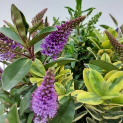 Hebe 'Quattro', Bunt, Topf-Ø 23 Cm, Höhe Ca. 40 Cm -Angebote Gruen Trieb Store 0690190068 Koelle Hebe T23 Donna Quattro H40 WS 1 94724