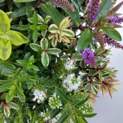 Hebe 'Quattro', Bunt, Topf-Ø 23 Cm, Höhe Ca. 40 Cm -Angebote Gruen Trieb Store 0690190068 Koelle Hebe T23 Donna Quattro H40 WS 3 94725