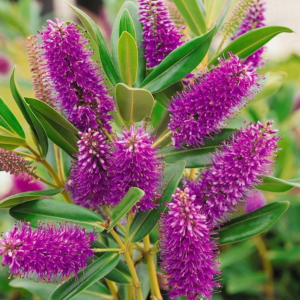 Hebe Farbe Zufällig, Topf-Ø 23 Cm 2 Hebe Farbe Zufällig, Topf-Ø 23 Cm – Bild 2