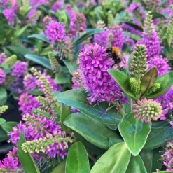 Hebe Farbe Zufällig, Topf-Ø 23 Cm 12 Hebe Farbe Zufällig, Topf-Ø 23 Cm -Angebote Gruen Trieb Store 0690190095 Koelle Hebe Addenda T23 in Farben 2 113660