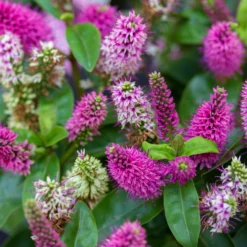 Hebe Farbe Zufällig, Topf-Ø 23 Cm 14 Hebe Farbe Zufällig, Topf-Ø 23 Cm -Angebote Gruen Trieb Store 0690190095 Koelle Hebe Addenda T23 in Farben 7 113662