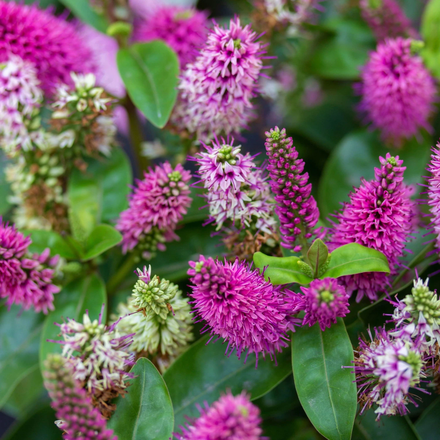 Hebe Farbe Zufällig, Topf-Ø 23 Cm 5 Hebe Farbe Zufällig, Topf-Ø 23 Cm – Bild 5
