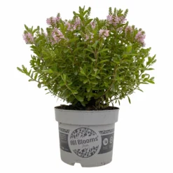 Hebe 'All Blooms®' Rosa, Topf-Ø 17 Cm 13 Hebe 'All Blooms®' Rosa, Topf-Ø 17 Cm -Angebote Gruen Trieb Store 0690190104 Hebe All Blooms T17 rosa 1 114194