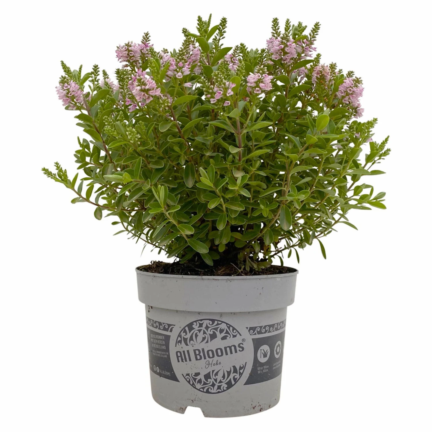 Hebe 'All Blooms®' Rosa, Topf-Ø 17 Cm 5 Hebe 'All Blooms®' Rosa, Topf-Ø 17 Cm – Bild 5