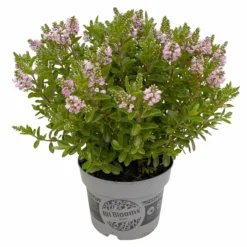 Hebe 'All Blooms®' Rosa, Topf-Ø 17 Cm 14 Hebe 'All Blooms®' Rosa, Topf-Ø 17 Cm -Angebote Gruen Trieb Store 0690190104 Hebe All Blooms T17 rosa 3 114195